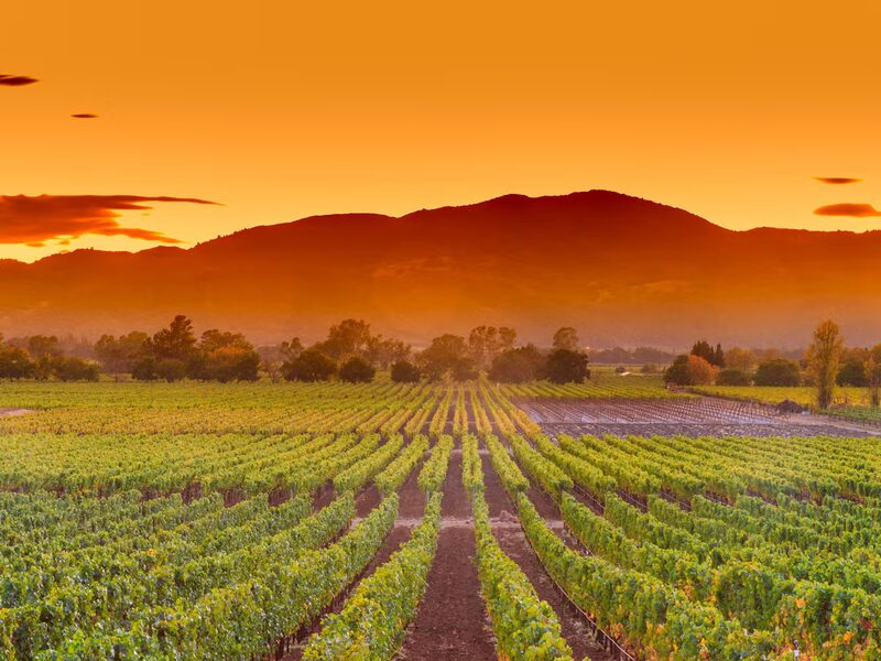 Golden vineyard rows stretching across Napa Valley hills in California wine country