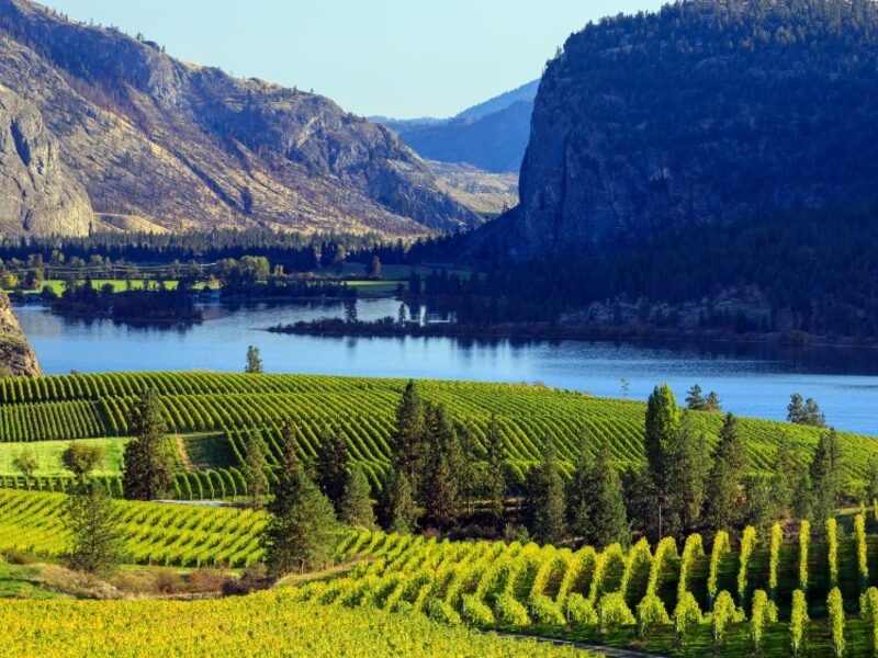 Vineyard terraces overlooking Okanagan Lake in British Columbia wine country