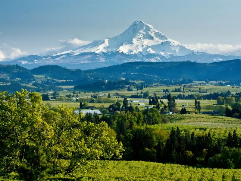 Lush green vineyard in the Willamette Valley wine region of Oregon